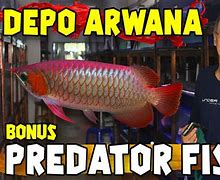 Slot Baru Ikan Arwana Up Berapa Kali Sehari